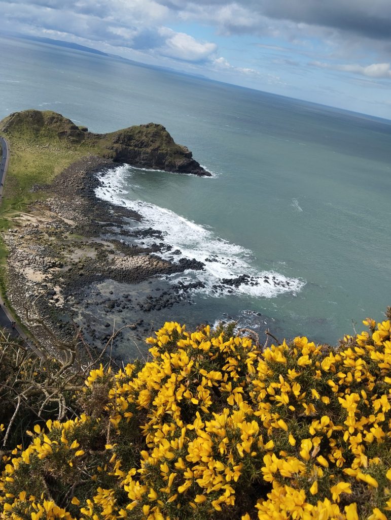 links Landzunge vorne gelbe Blumen dahinter Meer