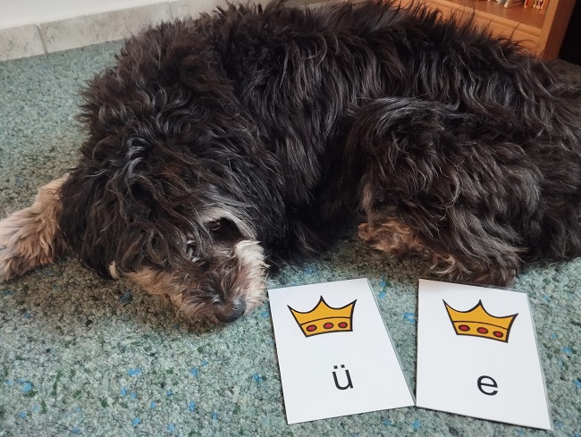 Hund liegt davor zwei Karten mit Kronen und Vokalen